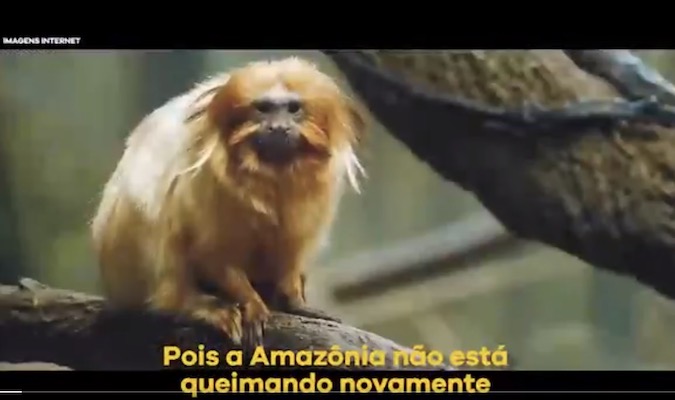 Amazônia ESTÁ pegando fogo em 2020