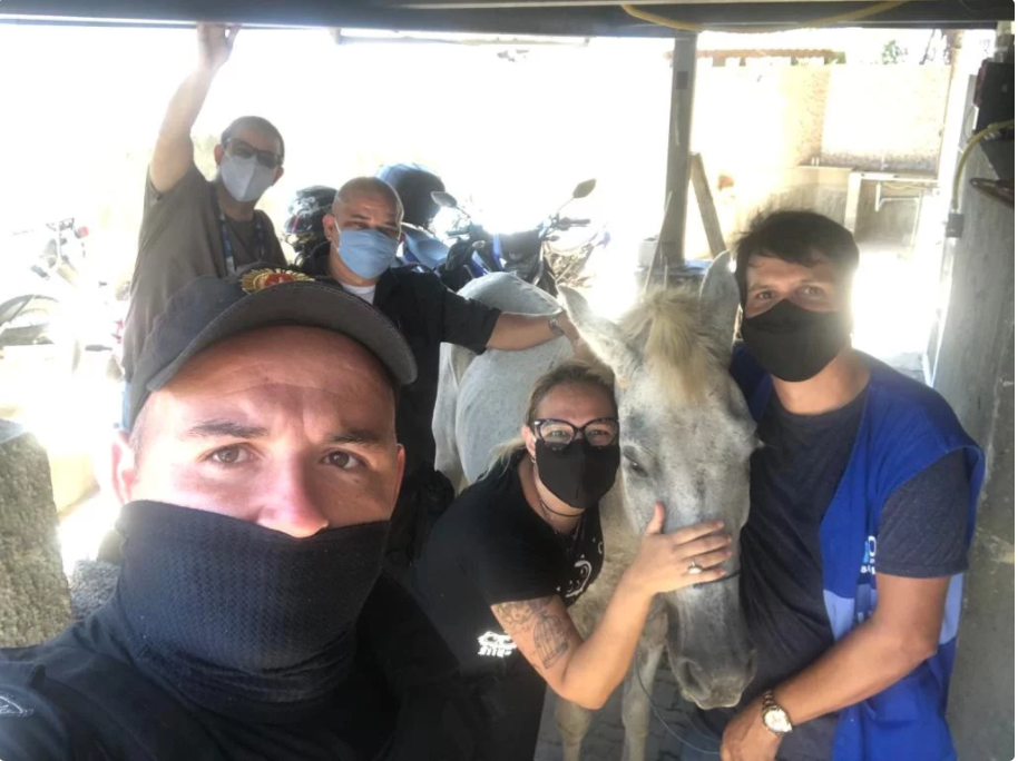 Cavalo que sofria maus-tratos é salvo por policiais da UPP do Alemão