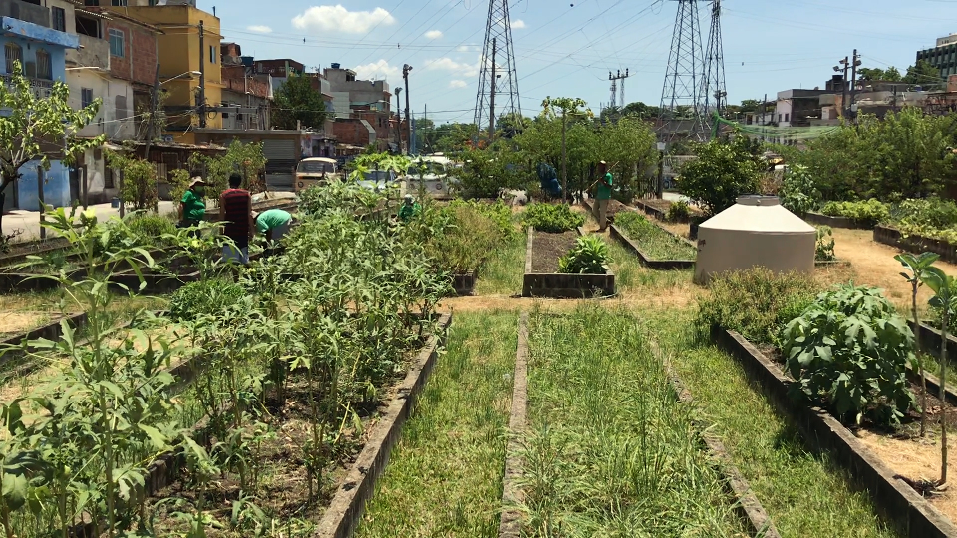 Horta Comunitária de Manguinhos: projeto oferece alimentos saudáveis e transforma vidas