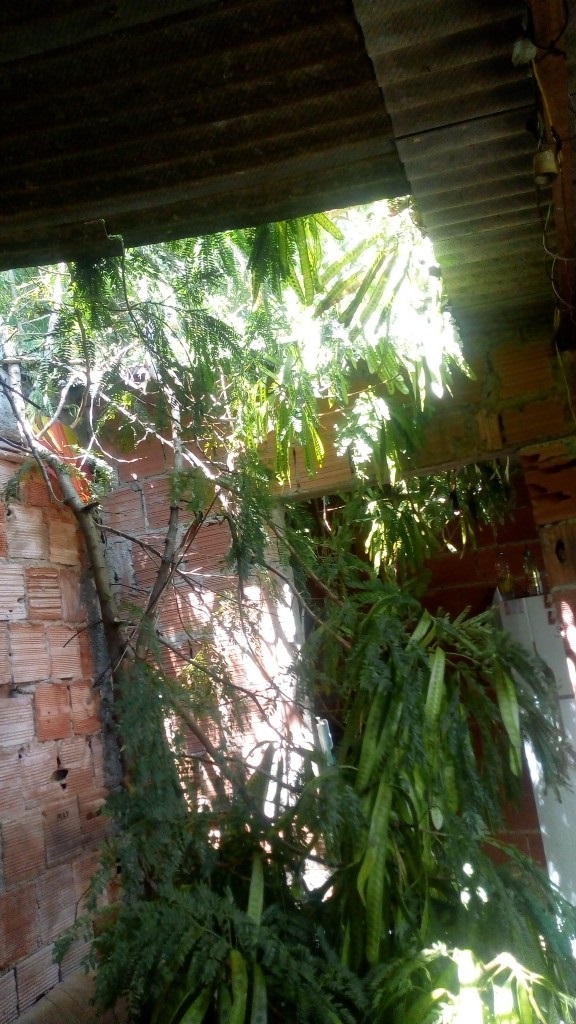 Susto! Árvore caiu em cima de uma casa no Areal, Complexo do Alemão